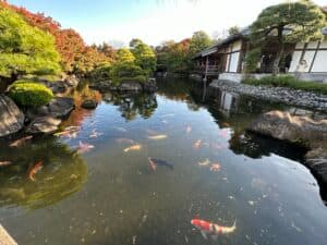 好古園の池で泳ぐ鯉