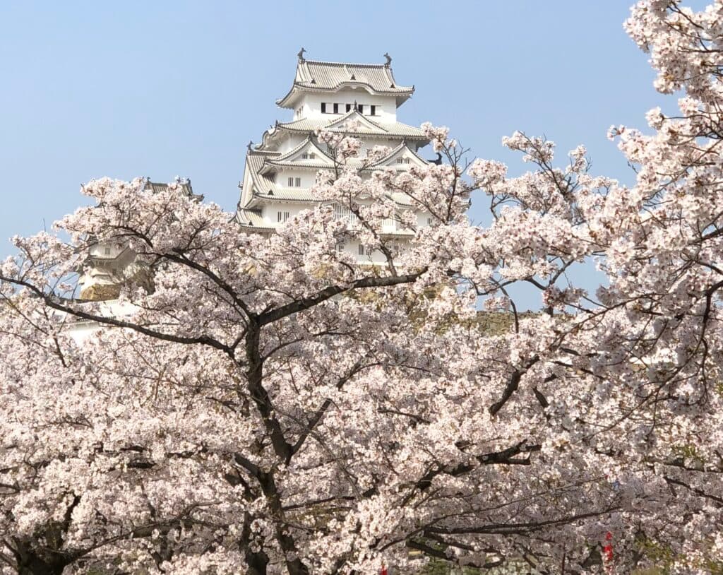 1000本桜に映える姫路城