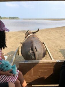 水牛車の背中