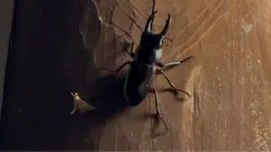 クワガタ