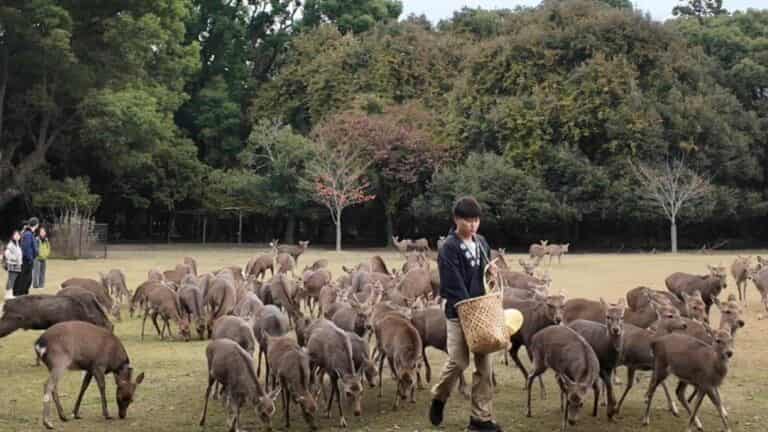 春日大社の鹿寄せ