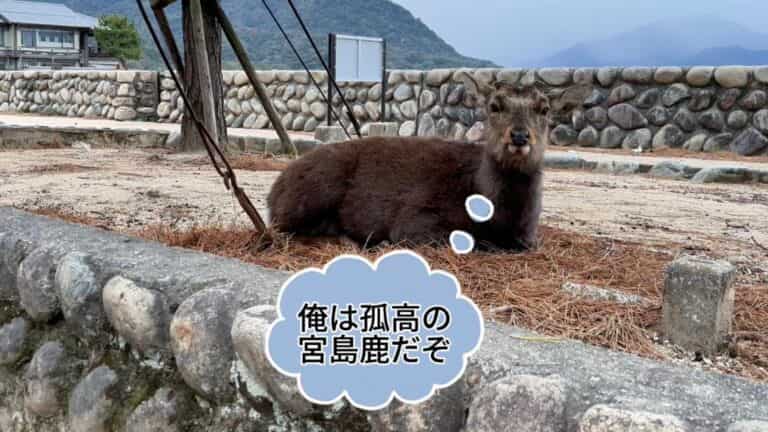 海外で寝そべる宮島の鹿