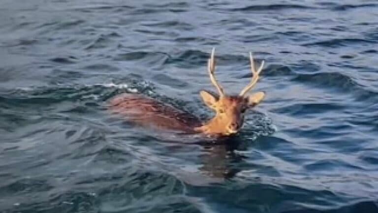 海を泳ぐ宮島の鹿