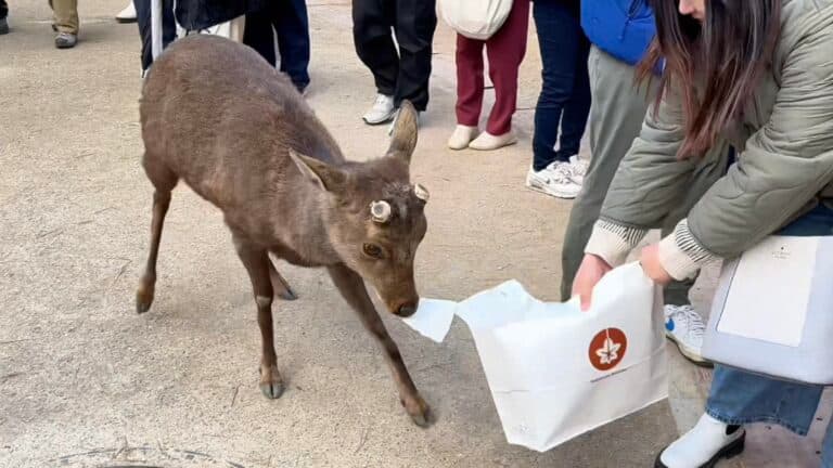 観光客の紙袋を噛む宮島の鹿