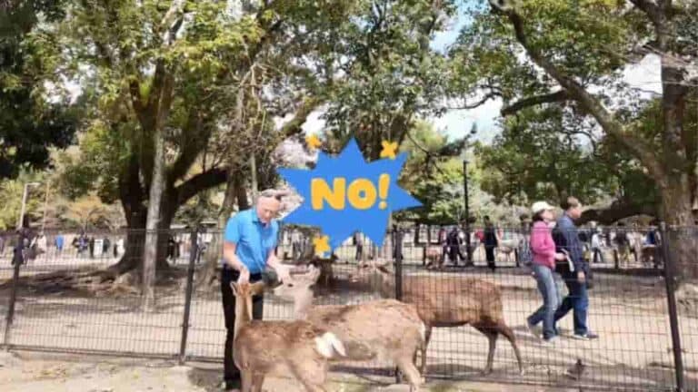 奈良公園で鹿せんべいをもらう鹿の群れ