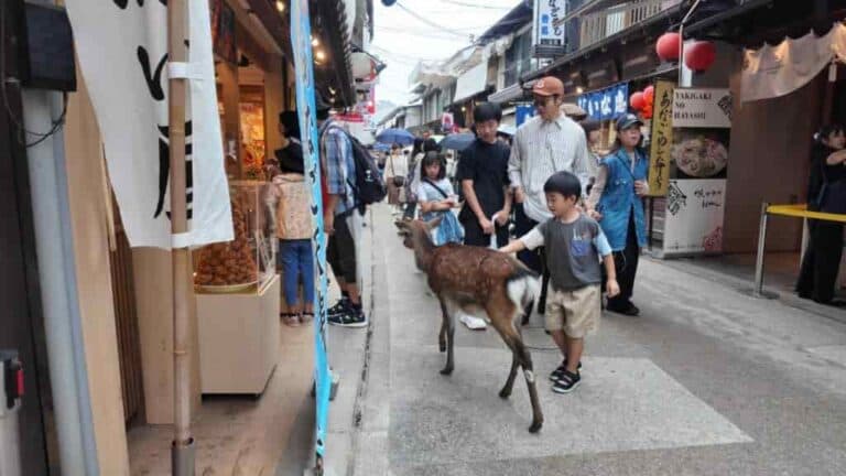 宮島の商店街を歩く鹿