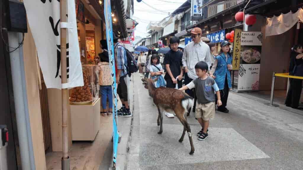 孤高の宮島の鹿