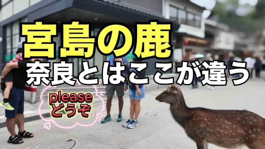 宮島の鹿は奈良の鹿とは違う