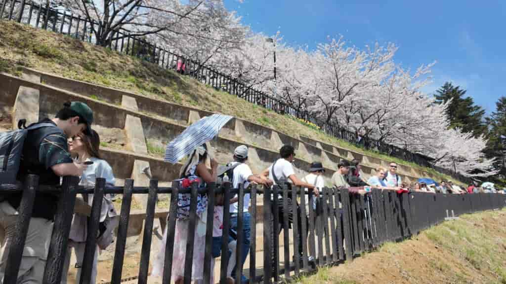 公園内に660本の桜が咲き乱れる