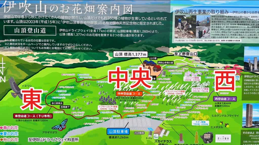 伊吹山のお花畑案内図